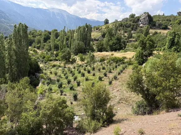 Kuzcada Müstakil Tapulu Satılık Tarla 1
