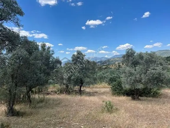 Muğla Milas Söğütçükte 2663 M2 İki Yola Cepheli Tarla 1