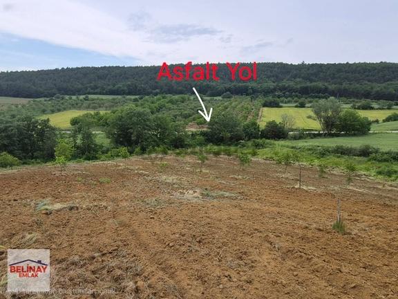 Gölpazarı Kavak Köyünde Fırsat Satılık 5006 M2 Ceviz Bahçesi 2