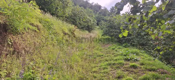 Şahinoǧlu Emlaktan Akçaabat Uğurlu'da 4.000 M2. Çok Uygun Fındıklık 2