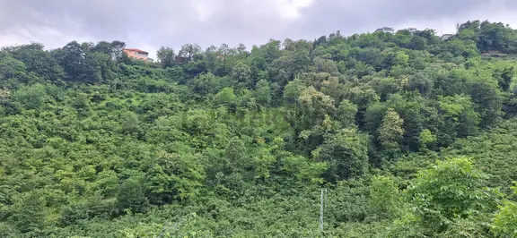 Şahinoǧlu Emlaktan Akçaabat Uğurlu'da 4.000 M2. Çok Uygun Fındıklık 1