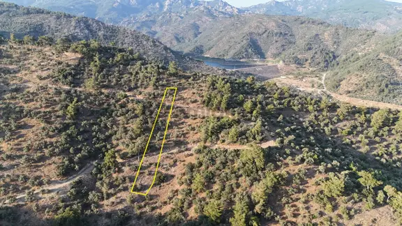 Doğadan Milas Derince Baraja Yakın Yolu Olan Zeytinlik 1