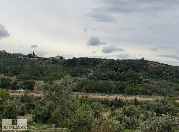 Altın Emlak`tan Otobanın Dibinde Fırsat Zeytinlik 1