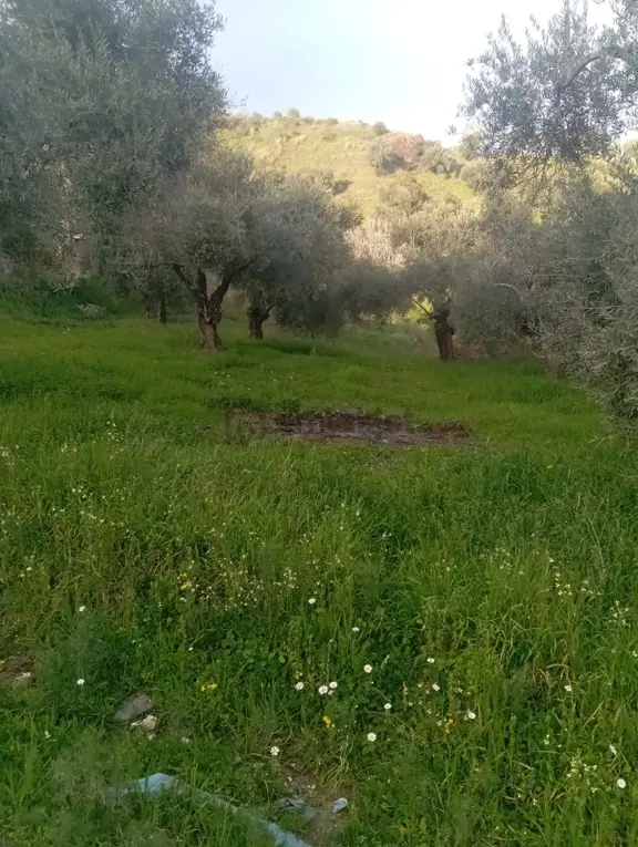 Satılık Düz Zeytin Bahcesi 2