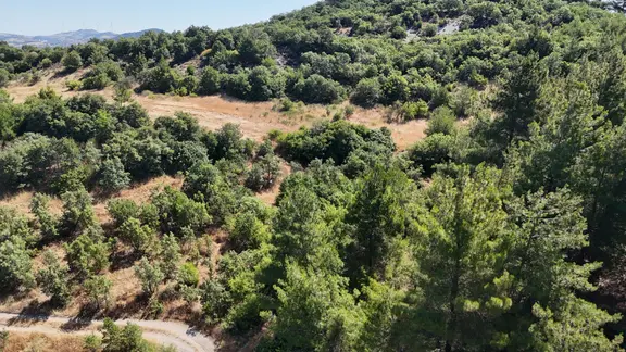Balıkesir İvrindi Yolu Üzerinde Ana Yola Cepheli Satılık Zeytinlik 2