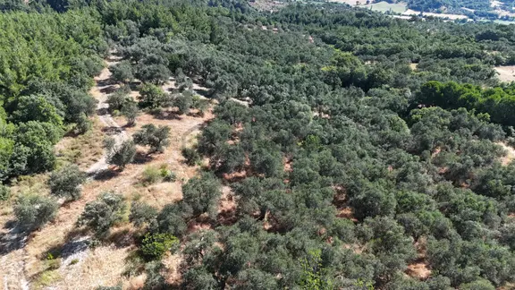 Dereköy Mahallesi’nde 10.000 M² Satılık Zeytinlik 🌿 1
