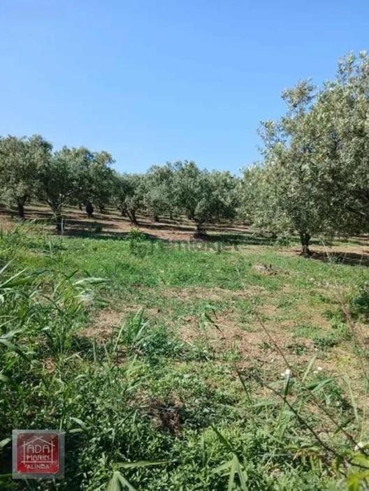 Söke Yenidoğan Mahallesinde Satılık 245 M² İmarlı Arsa 2