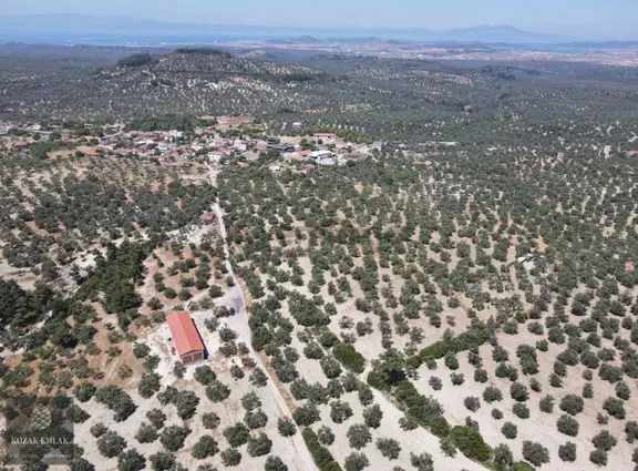 Ayvalık Mutlu Mahallesine 250metre Mesafede Satılık Zeytinlik 2