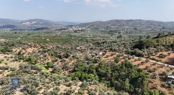 İzmir Torbalı Dağkızılca'da Satılık 5.650 M² Zeytinlik Ve Tarla 1