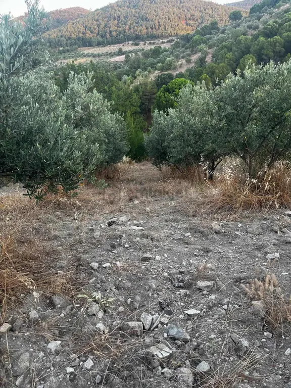 Gömeç Kumgedik Mahallesi'nde 2