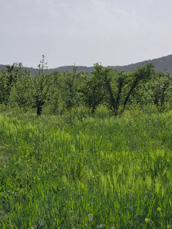 🌿 Isparta Gönen İğdecik'te Fırsat Arazi! 🌿 2
