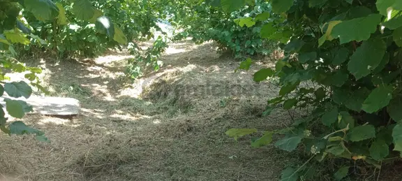 Adapazarında Demiraçmada Satılık Köy İçi İmarlı Arazi 2