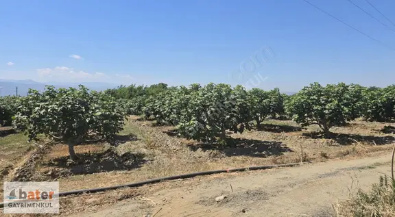 Bater'den Sultanhisar'da Bakımlı 250 Adet İncirli Satılık Bahçe 1