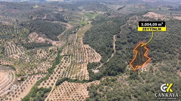Çankaya'dan Taylıeli Mahallesi'nde Satılık 5.004 M² Zeytinlik 2