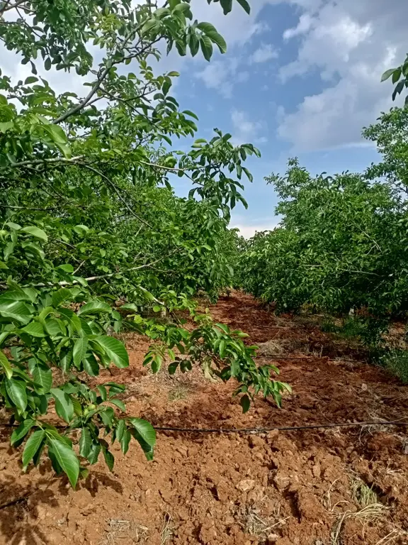 Aybars'tan Çal-alfaklar Satılık 21.460 M2 Cevizlik Ve Üzüm Bağı 2