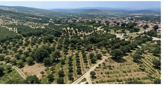 Sakarya Geyve Sekiharman Satılık 595 M² Bağ Yatırımlık Fırsat! 2