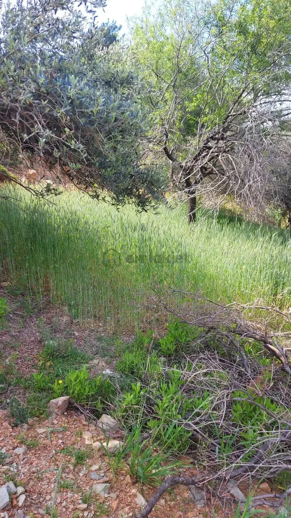 Anamur Demirören Köyü'nde Ana Yol Altında Muhteşem Deniz (körfez) Manzaralı Müstakil Satılık Tarla 1