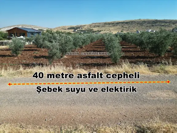 Şahinbey Ufacık Asfalt Üstü Zeytin Bahçesi Elektirik Ve Su Yolda 2