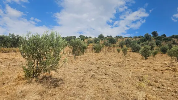 Gömeç'de Gelir Getirili 600 Ağaçlık Müstakil Tarla Ve Zeytinlik 2