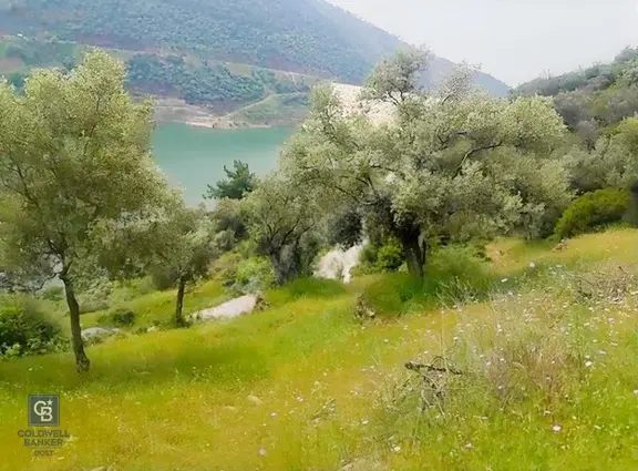 Bayındır Karapınar Yola Cepheli 5378 M2 Satılık Zeytinlik 1
