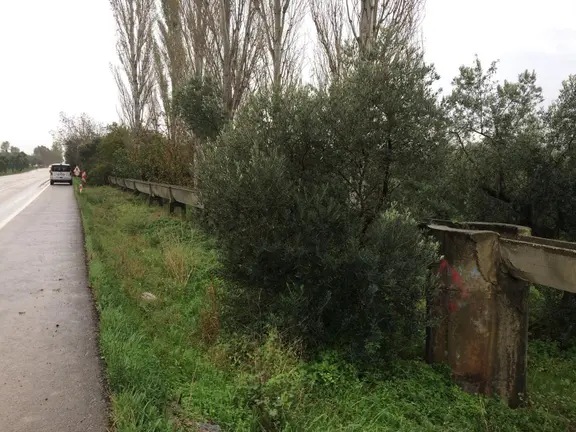 Tarcanlar'dan Satılık Orhangazi'de Yola Sıfır Zeytinlik Bahçe 1