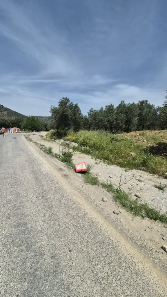 Burhaniye Sübeyliderede Asfalta Cepheli 8.436 M2 Zeytinlik 2