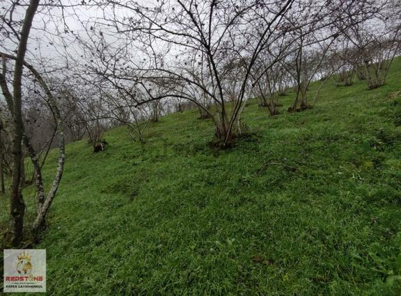 Kuyumculu'da 13 Dönüm Deniz Manzaralı Verimli Fındık Bahçesi 2