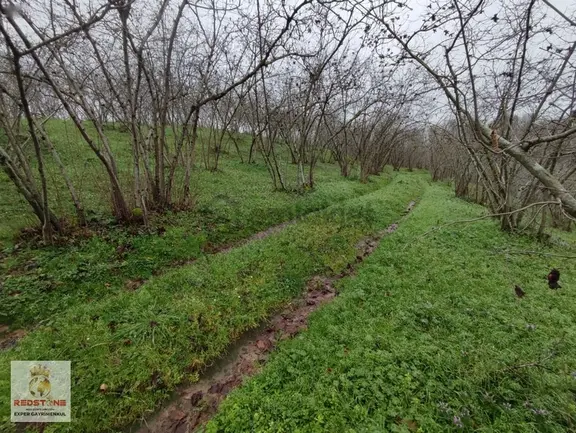 Kuyumculu'da 13 Dönüm Deniz Manzaralı Verimli Fındık Bahçesi 1