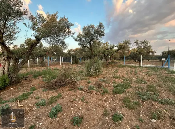 Yatırımcıların Dikkatine Efendi Mah 318 M2 İmara Yakın Tarla 2