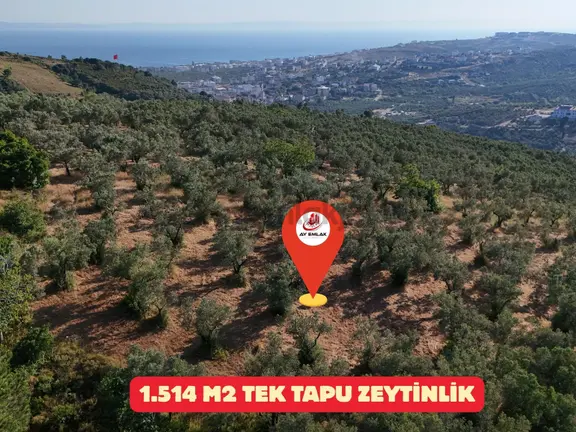 Ay Emlak'tan 1.515 M2 Müstakil Tapulu Bakımlı Zeytinlik 2