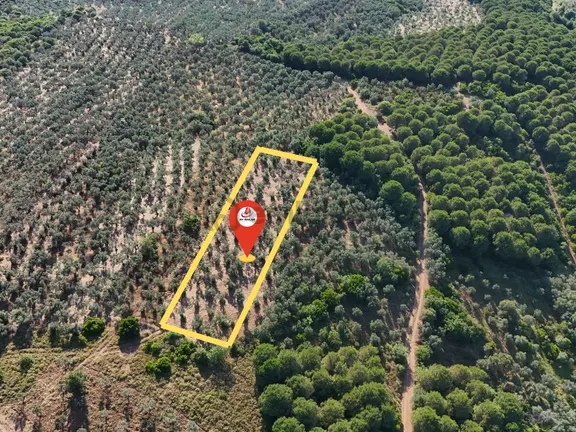 Ay Emlak'tan 1.515 M2 Müstakil Tapulu Bakımlı Zeytinlik 2