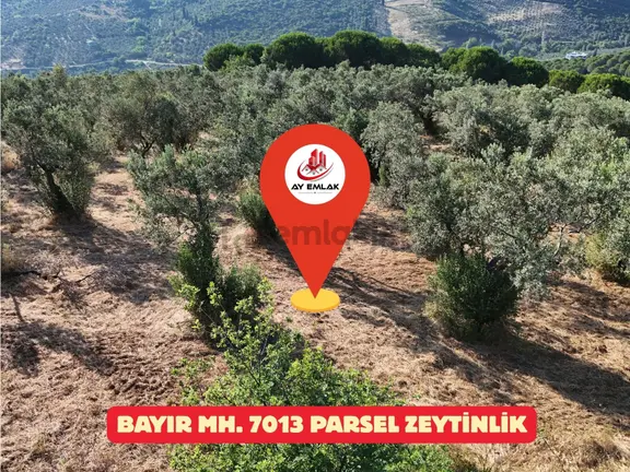 Ay Emlak'tan 1.515 M2 Müstakil Tapulu Bakımlı Zeytinlik 1