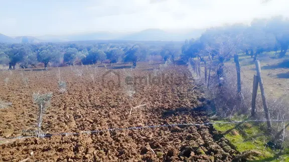 Zecorner'dan Balıkesir Havranda 7850 M2 Zeytinlik 2
