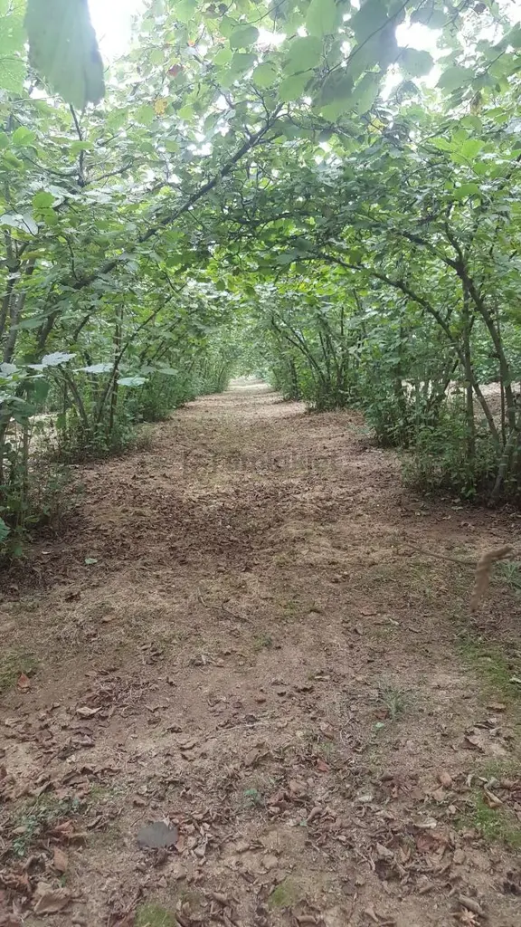 Sakarya Ferizli Satılık Verimli Fındık Bahçesi 2