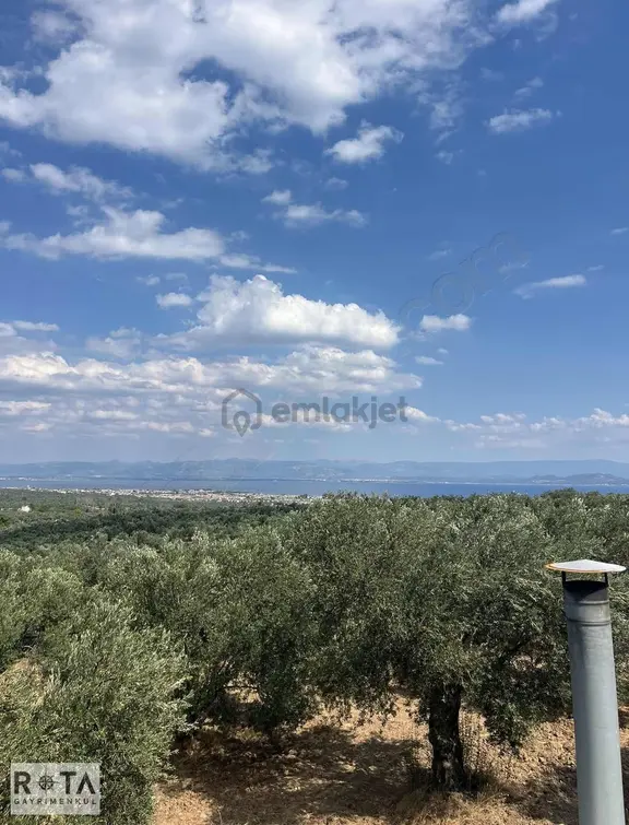 Altınoluk Avcılar Asfalta Cephe Zeytinlik-rota 2