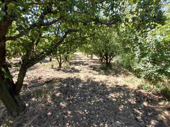 Geyve Çinede Muhteşem Konumda 3.300 M2 Erik Ve Armut Bahçesi 2