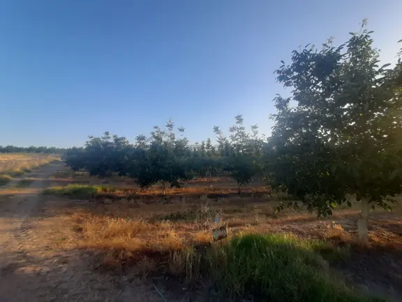 Edirne Uzunköprü Salarlı Köyünde Satılık Bakımlı Ceviz Bahçesi 2