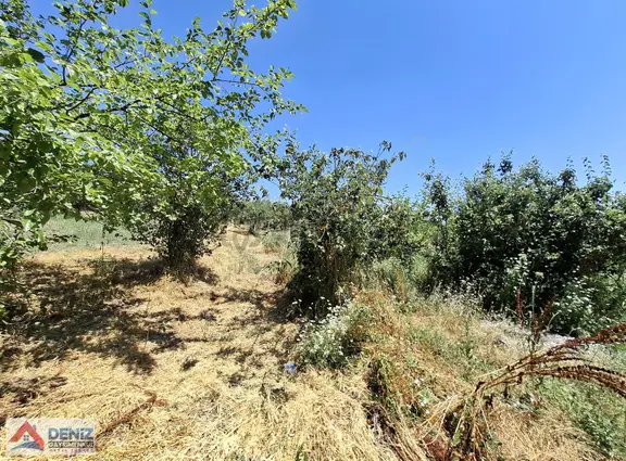 Bursa Gemlik Kurtul Yan Yana Satılık 2 Partsel Zeytinlik 2