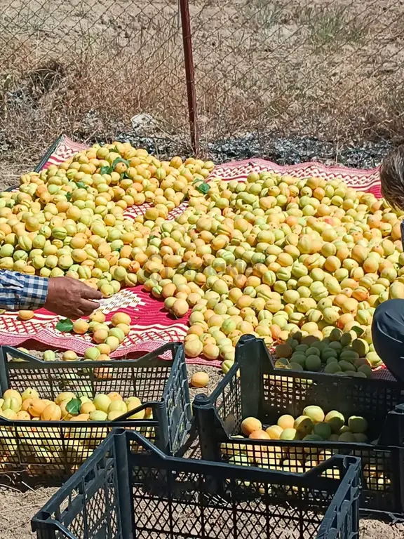 Korkuteli Yukarı Karaman Köyünde 5002 M2 Satılık Bahçe 2