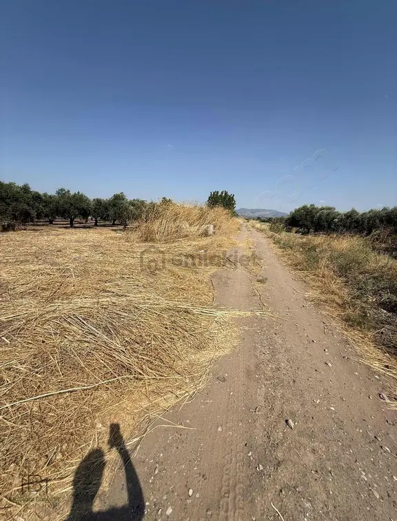 Mustafa Başyiğit Emlaktan Medar Toki Dibi 5.600 M2 Zeytinlik 2