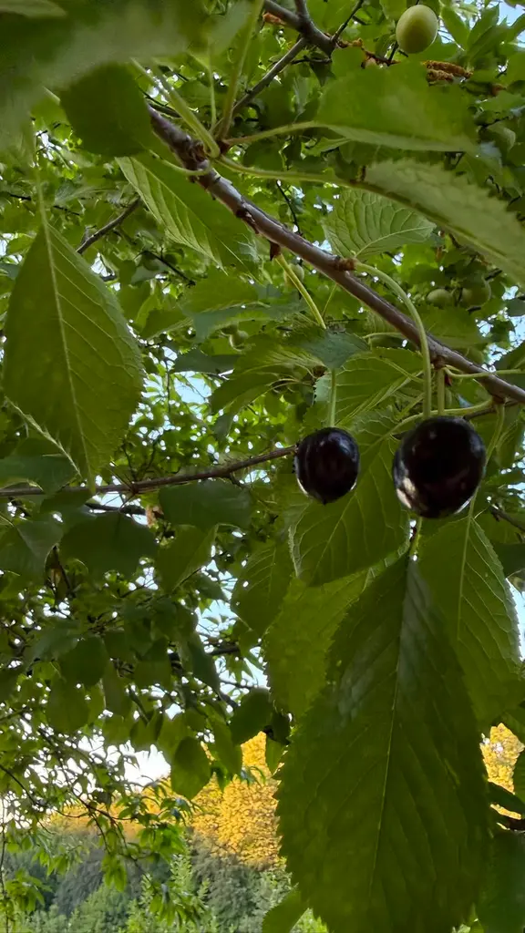 Sahibinden. Yolu Ve Suyu Var. 2