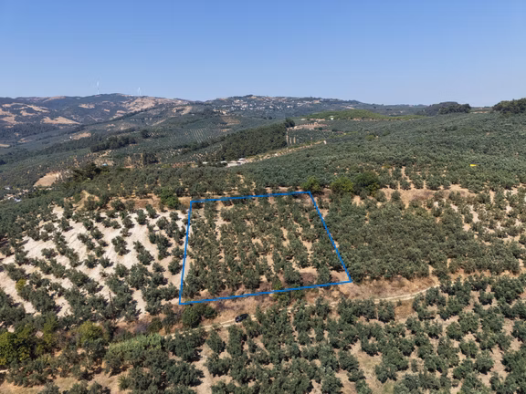 Mudanya Dereköy Yola Cephe Acil Satılık 2527m2 Bakımlı Zeytinlik 1