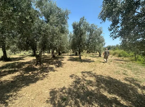 Bursa Emlak Alemi Yeni Gürledi 1.791m2 Dost Yolu Olan Satılık 1