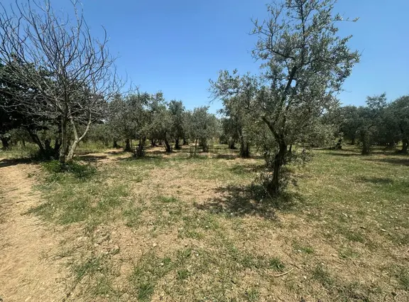 Bursa Emlak Alemi Yeni Gürledi 1.791m2 Dost Yolu Olan Satılık 2
