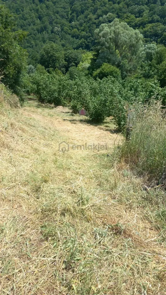 Alay Emlak Ofisinden Gemlik Fındıcakta Satılık Fındık Bahçesi 2