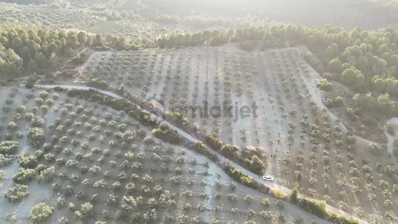 Kendi Kendinin Parasını Çıkaran Verimli Zeytinlik 2