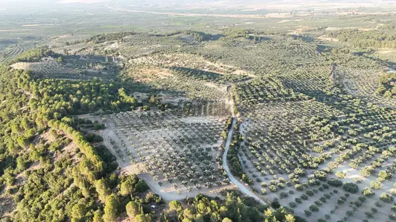 Kendi Kendinin Parasını Çıkaran Verimli Zeytinlik 1