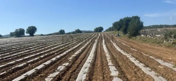 Ezine Uluköy De Deniz Manzaralı Satılık Kupon Arazi 1