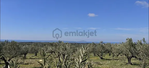 Gökçebayır Köyünde Deniz Manzaralı Bakımlı Satılık Zeytinlik 2