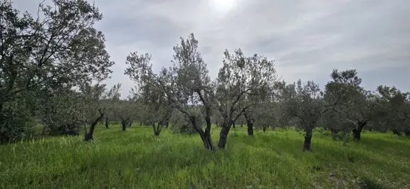 Ezine Geyikli Bölgesinin En Bakımlı Zeytinliği Satıştadır 2